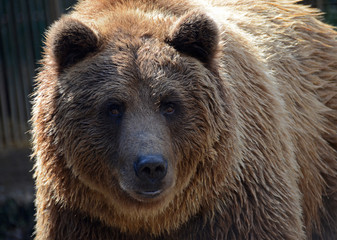 A beautiful strong brown bear in a warm brown coat