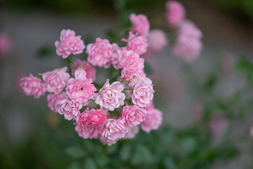 Tiny pink roses