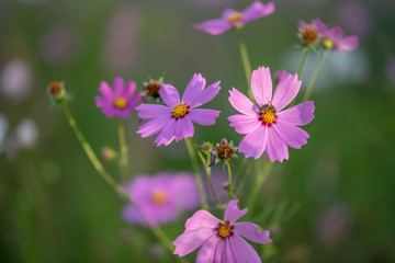 Pink cosmos flowers