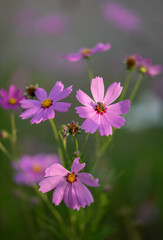Fototapeta premium Pink cosmos flowers