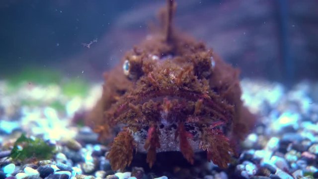 Fish Hemitripterus villosus, commonly known as the sea raven, is a species of fish belonging to the family Hemitripteridae.