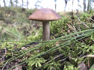 mushroom in forest