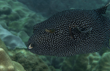 Guineafowl Puffer, Arothron Meleagris.