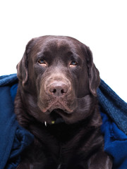 Fototapeta premium Portrait of a brown dog Labrador among soft warm cashmere woolen knitting clothes of blue color. The concept of cleaning. Preparation for winter. The Concept of Autumn.