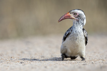 Red Billed Hornbill sitting on ground looking for crumbs to eat