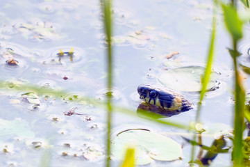 Grass snake in the wild