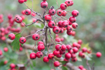 Crataegus hawthorn, thornapple, may-tree, whitethorn, or hawberry berries on twig