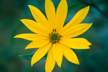 Jerusalem artichoke yellow flower macro selective focus