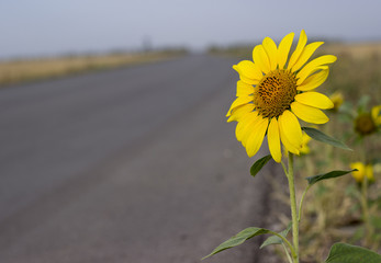 A lonely sunflower grows on the asphalt on the road. Autumn senturby village.