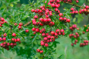 Obraz premium Crataegus hawthorn, thornapple, may-tree, whitethorn, or hawberry berries on twig