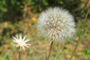 Fototapeta premium Tragopogon flowers in the garden 