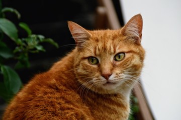 Ginger tom cat eyes and whiskers