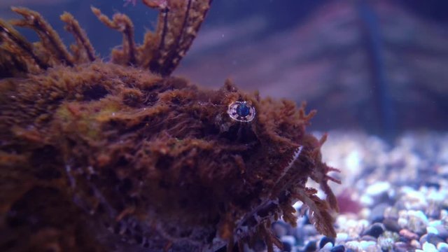 Fish Hemitripterus villosus, commonly known as the sea raven, is a species of fish belonging to the family Hemitripteridae.