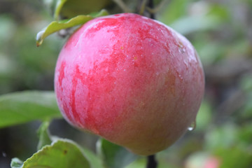 Mature juicy apples hanging on a branch