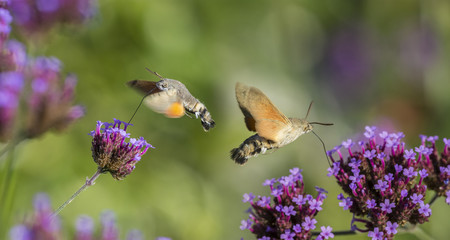 Hummingbird Hawk Moth (Macroglossum stellatarum) sucking nectar from flower in the garden