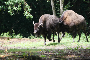 Bison playing in a field