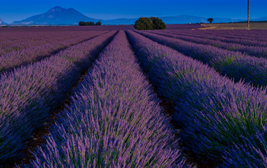 Naklejka na ściany i meble Lavender field in Haute-Provence