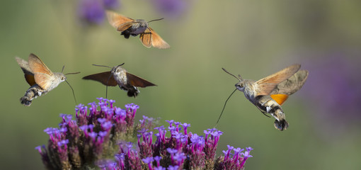 Hummingbird Hawk Moth (Macroglossum stellatarum) sucking nectar from flower in the garden