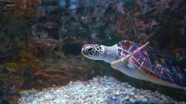 Green sea turtle (Chelonia mydas), also known as the green turtle