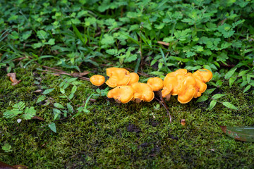 Orange mushrooms on the forest floor