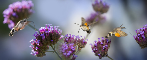 Hummingbird Hawk Moth (Macroglossum stellatarum) sucking nectar from flower in the garden © Vera Kuttelvaserova