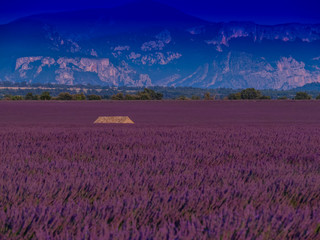 Sunset in the lavender field, Haute-Provence, France