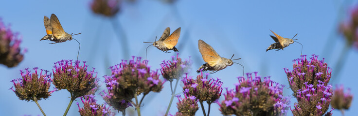 Hummingbird Hawk Moth (Macroglossum stellatarum) sucking nectar from flower in the garden