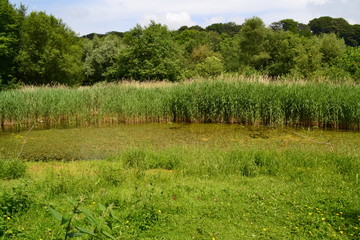 Fototapeta na wymiar Green wetland in summer in Wales