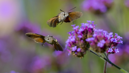 Hummingbird Hawk Moth (Macroglossum stellatarum) sucking nectar from flower in the garden