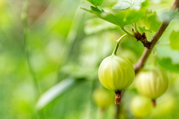 Green gooseberry in the garden on a hot summer day