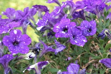 Purple Petunias In Garden