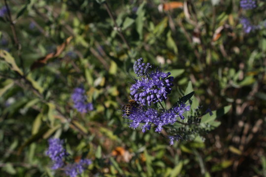 Biene auf Lavendel