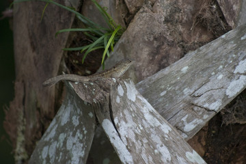 Lizard on palm tree