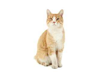 Ginger cat isolated on white background