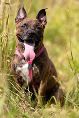 Adorable tiger dog walks outdoor at summer