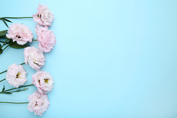 Bouquet of pink eustoma flowers on blue background
