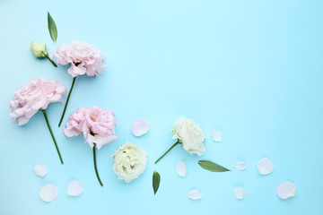 Beautiful eustoma flowers on blue background