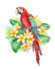 Red-and-green winged macaw. Parrot Birds sitting in Frangipani, Plumeria flowers isolated on white background. Red  parrot. Illustration. Watercolor. Template Close-up. Clip art. Hand drawing.