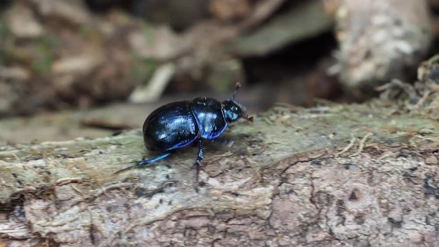Dor beetle (Geotrupes stercorarius) 