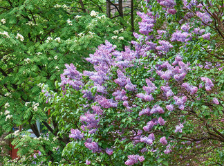 Obraz premium Lilac flowers blooming after rain in spring