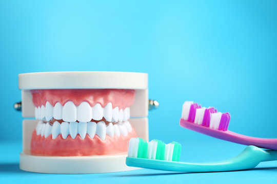 Teeth model with toothbrushes on blue background