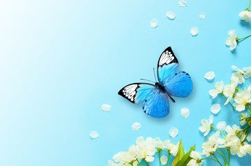 Cherry blossom in wild and butterfly. Springtime