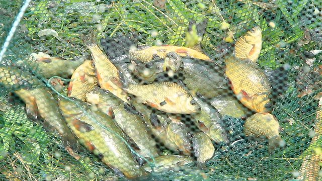 Caught tench and crucians. Successful fishing. Rich catch of fishes. Lucky fishing. Caught fishes after lucky fishing. Caught fish in crucian crucian mesh. Poaching