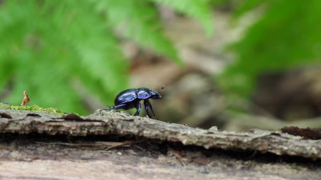 Dor beetle (Geotrupes stercorarius) 