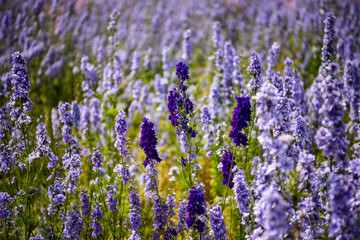 Naklejka premium Confetti flowers