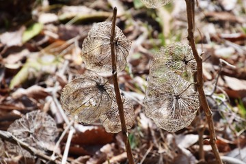Winter cherry (Chinese lantern)