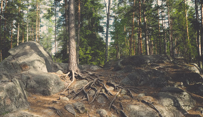 trees with big rock