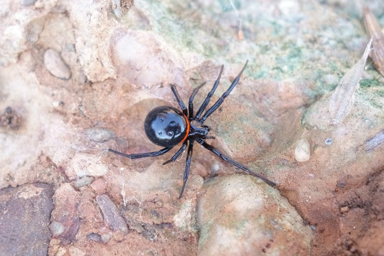 picture of a closeup macro of a black false widow Steatoda paykulliana taken in Spain