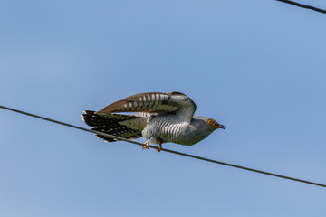 Common Cuckoo (Cuculus canorus).