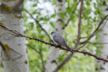 Common Cuckoo (Cuculus canorus).